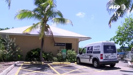 Aumenta el rescate animal en Florida por el tráfico de mascotas