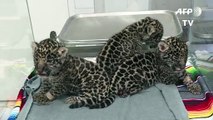 Tres jaguares nacen en zoo de México