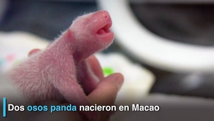 Nacen dos osos panda en Macao