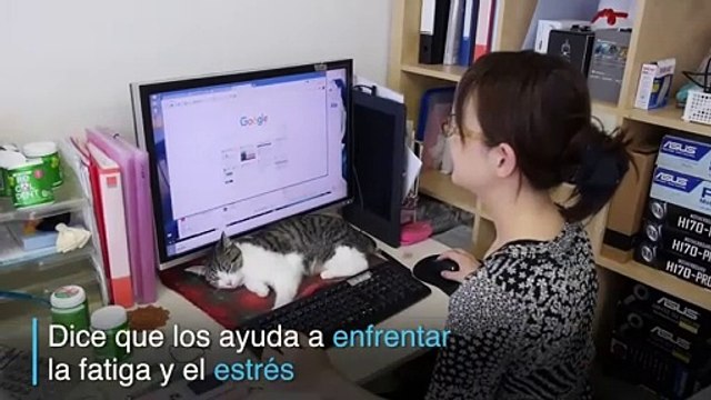 Gatos en la oficina para reducir el estrés