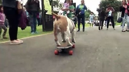 Bulldog peruano compite como perro deportista del año