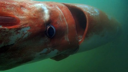 Calamar gigante deja boquiabiertos a japoneses