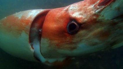 Calamar gigante deja boquiabiertos a japoneses