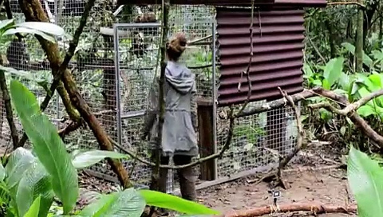 Los monos aulladores vuelven a la selva de Rio