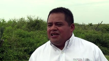 Drones para proteger a las tortugas