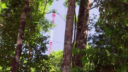 El observatorio climático más alto del mundo está en la Amazonia