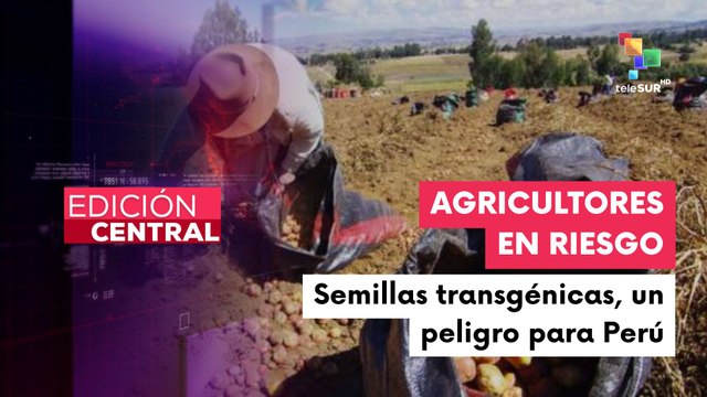 Uso de semillas transgénicas en Perú pondría en riesgo la biodiversidad