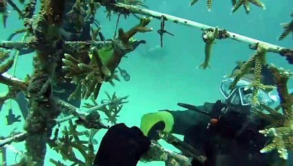 Los jardineros de corales de Miami