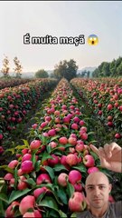 ,,,,,,,,Little trees but much fruit,,,,,,,,