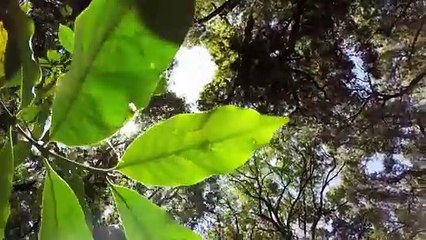 Etiopía utiliza su café para proteger los bosques