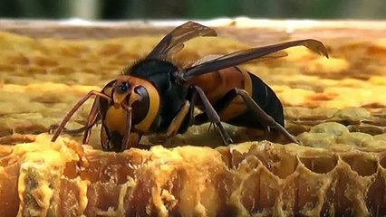 Bees Scream When Murder Hornet Cousins Attack