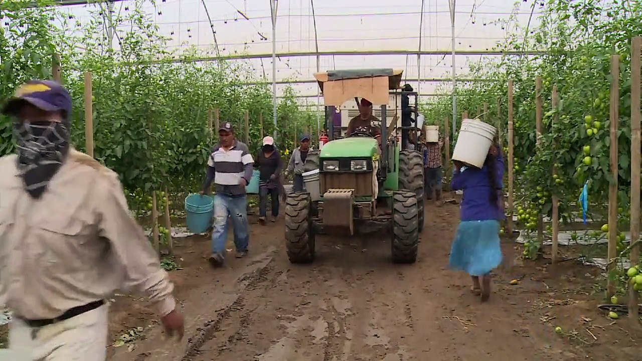 Campesinos mexicanos luchan contra la “esclavitud moderna”