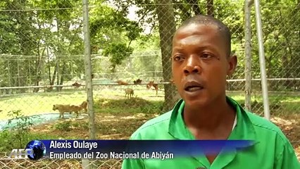 El zoo de Abiyán revive gracias a los leones