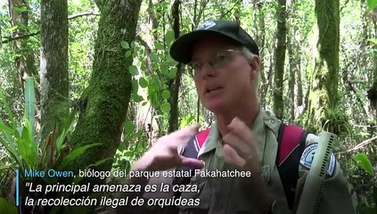 Científicos intentan evitar la extinción de la orquidea fantasma