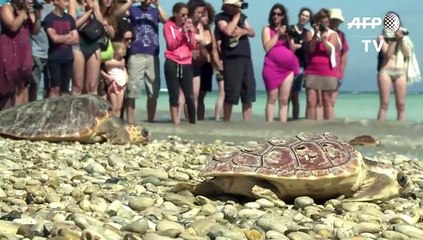 Vuelven al mar tortugas varadas por el invierno en Francia