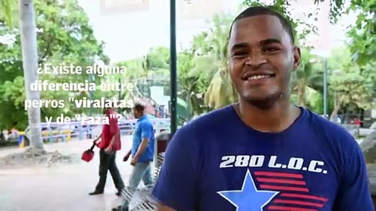 ¿Existe alguna diferencia entre perros viralatas  y de raza