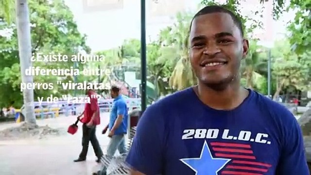 ¿Existe alguna diferencia entre perros viralatas y de raza