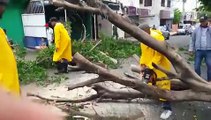 Árbol se cayó en sector Cristo Rey por huracán Matthew