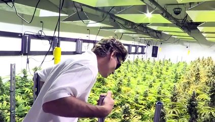 Marihuana “made in Washington”