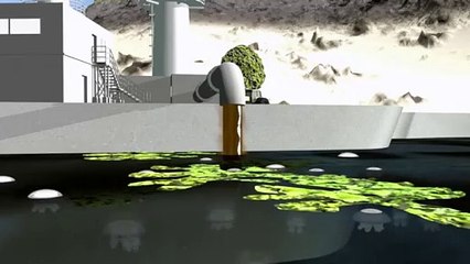 La proliferación de medusas