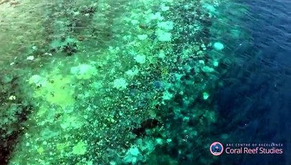 Un tercio de coral muerto o muriendo en partes de Gran Barrera