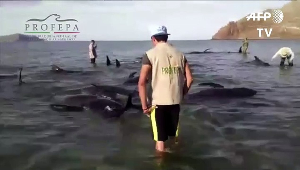 Una veintena de ballenas mueren en playa mexicana