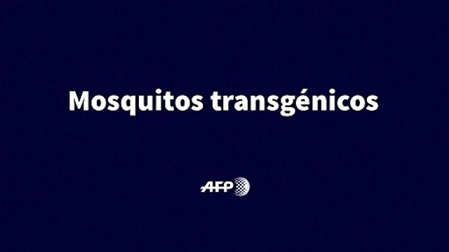 Mosquitos transgénicos