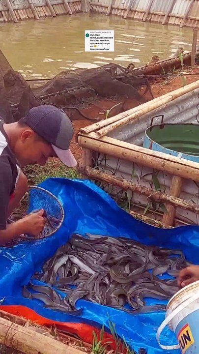 Ukuran ikan lele konsumsi itu bukan mengacu ke panjangnya berapa Cm, tapi ke timbangan