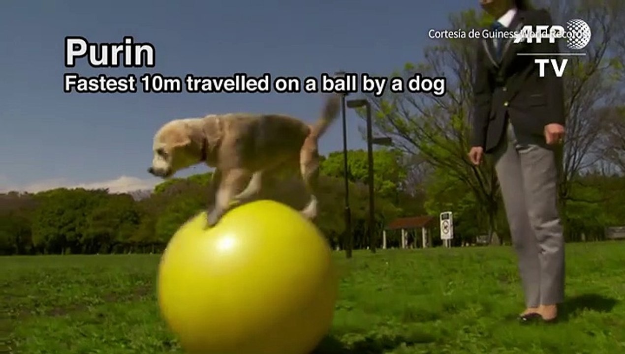 Otro récord para la perrita Purin