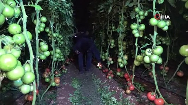 Mersin'de zirai don nöbeti başladı