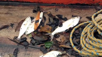 Principal río de Colombia golpeado por sequía