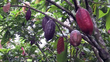 Los pueblos fantasma de la coca