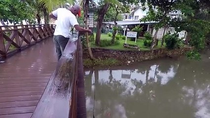 Proyecto de observación de manatíes en Samaná