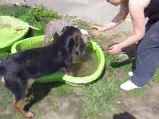 Les lOulOus ds leur piscine