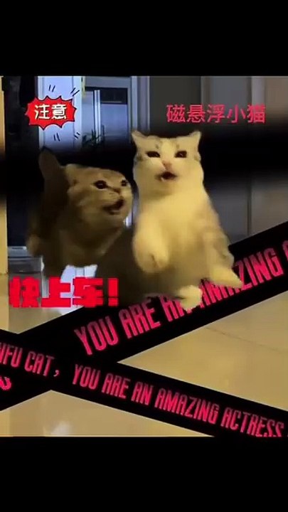 Katze jagt Laserpointer! 20250222