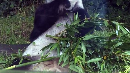 MMD-VD_20170720_HUM_MEX_ChinaAnimales_MMV1056240_TES_es