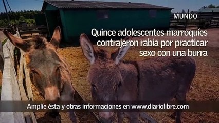 Quince adolescentes marroquíes contraen la rabia por practicar sexo con una burra