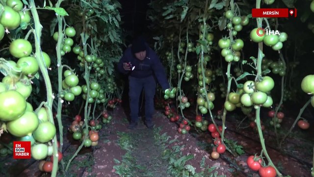 Mersin'de sobalar yakıldı, zirai don nöbeti başladı