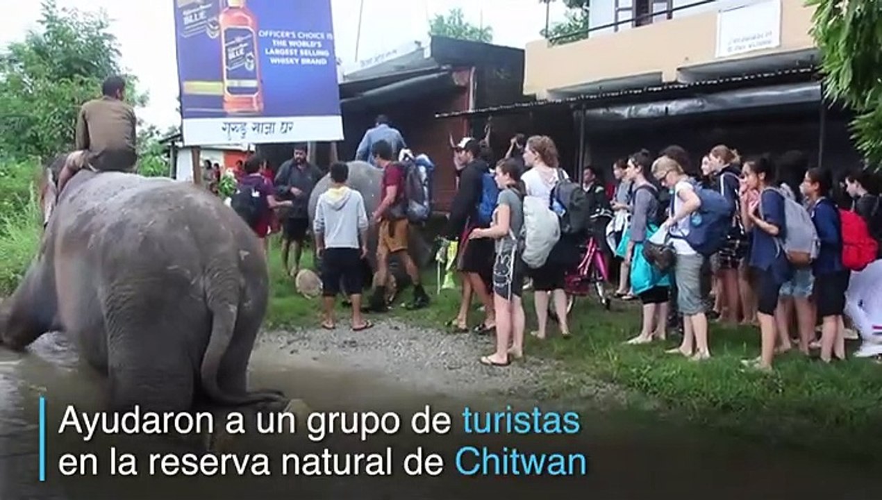 Estos elefantes se convirtieron en rescatistas durante las inundaciones en Nepal