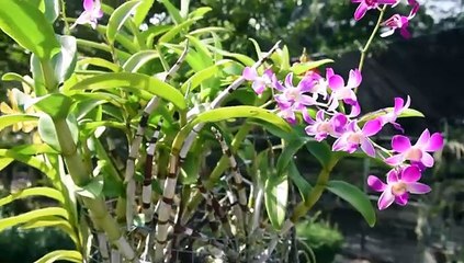 ¿Por qué mueren las orquídeas?