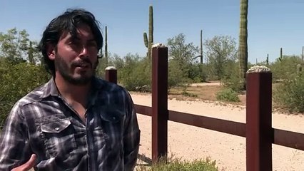 El jaguar o el berrendo, las otras víctimas del muro de Trump