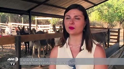 Leche de burra para enfrentar alergias de lactantes