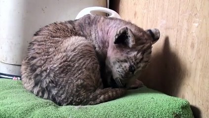 Nace extraño híbrido de tigre y león en zoológico de Rusia.