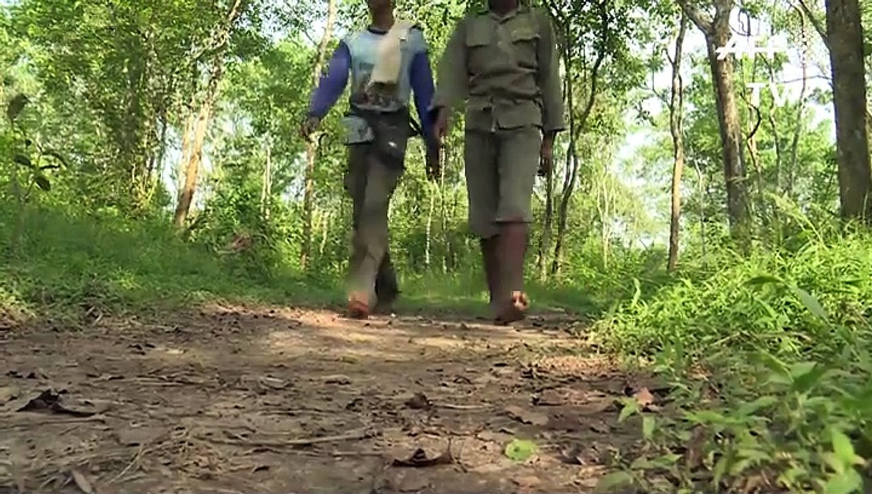 Los elefantes cautivos ayudan a salvar a los salvajes