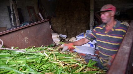 Obreros que hacen posible la producción de leche