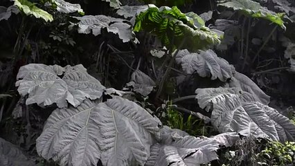 Emergencia en Costa Rica tras erupciones volcánicas