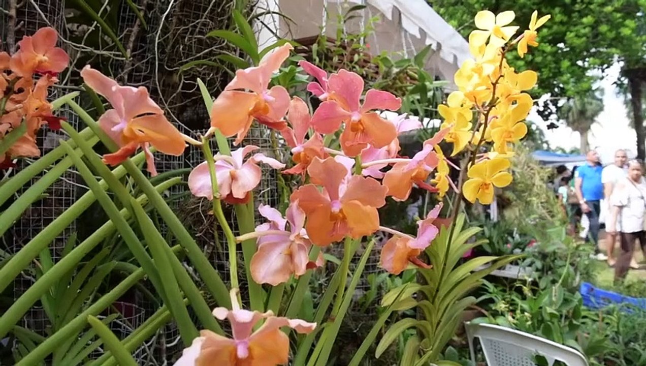 ¿Cómo Cuidar Nuestras Orquideas?