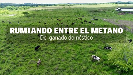 Las Huellas Del Carbono. Rumiando Entre El Metano Del Ganado