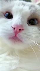 Cat Meowing 😺😺 -- Cat Voice -- Cute Cat Voice Short  Video #shorts #cat #catlover