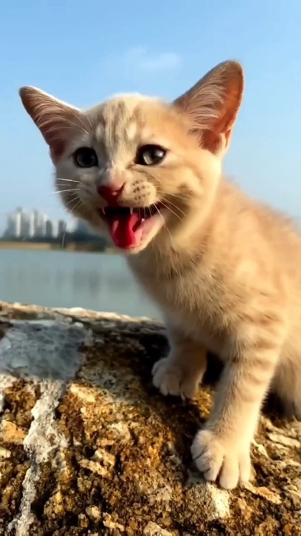 ⁣cat video ! cat voice ! cat sound ! cat meowing #shorts #short #youtubeshorts #tranding  #cat #cats